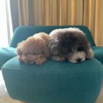 Yuna Hoshino Instagram - うちの可愛すぎる愛犬たん。 #毎日可愛い #明日も可愛い #明後日も可愛い