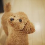 Yuna Hoshino Instagram - うちの可愛すぎる愛犬たん。 #毎日可愛い #明日も可愛い #明後日も可愛い