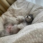 Yuna Hoshino Instagram - うちの可愛すぎる愛犬たん。 #毎日可愛い #明日も可愛い #明後日も可愛い