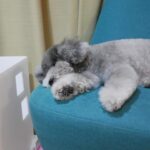 Yuna Hoshino Instagram - うちの可愛すぎる愛犬たん。 #毎日可愛い #明日も可愛い #明後日も可愛い