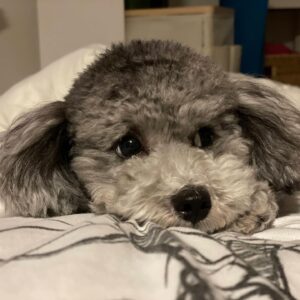Yuna Hoshino Instagram - うちの可愛すぎる愛犬たん。

 #毎日可愛い
 #明日も可愛い
 #明後日も可愛い