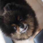Yuri Nakamura Instagram - 俺の推しの母さんのお友達が毛が伸びた俺を、ポケモンのボールに似てると言い出した。 推し変しようかと思っている。🐻