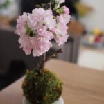 Yuri Nakamura Instagram - いただいた旭山桜が可愛く咲いて お家でお花見🌸