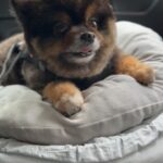 Yuri Nakamura Instagram - 風に吹かれるもっちり村のもち蔵🐻