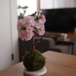 Yuri Nakamura Instagram - いただいた旭山桜が可愛く咲いて お家でお花見🌸