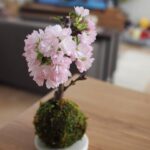 Yuri Nakamura Instagram - いただいた旭山桜が可愛く咲いて お家でお花見🌸