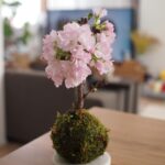 Yuri Nakamura Instagram - いただいた旭山桜が可愛く咲いて お家でお花見🌸