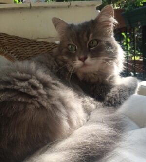 Zeyno Eracar Instagram - Sabah güneşi ve iyi kedi MIRIMO