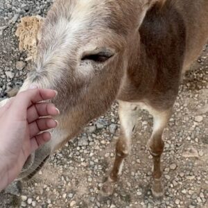 Zilan Duru Instagram - Seni yanımda götüremediğim için giderken bildiğin üzüldüm minik huzur 🤍🥹