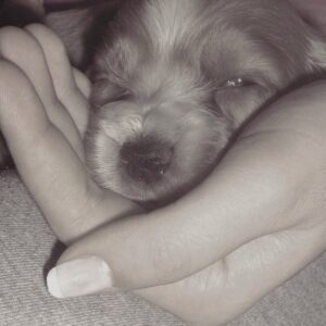 Zilan Duru Instagram - Charlot’um..
1 aylıkken yine böyle bir sonbahar günü gelmiştin bana.. Biberonla büyüttüm, 22 yaşındaydım 13 sene şahane bir gençlik yaşattın bana, ben seni değil sen beni büyüttün. Dünyanın kötülüğünde ne ile karşılaşsam gelip sana sığınırdım ve tüm kötülükler dışarıda kalırdı.. Sonra aramıza Marilyn dahil oldu (şu an cennette seni karşıladığını umuyorum) ve sonra Audrey’le mutlu büyük bir aile olduk.. Kimseden görmediğim karşılıksız sevgiyi sizden gördüm, aile nedir pek bilmem.. Benim ailem, en sevdiklerim siz oldunuz hayatta.. Önce Marilyn gitti, sonra üç ameliyatla iki sene bu hastalıkla mücadele ettik seninle, ama sen o kadar güçlü bir çocuktun ki her şeye rağmen öngörülenden daha uzun süre hayata tutundun, bırakmadın beni. Yaşamayı hep sevdin, bana bile sevdirdin.. Su gibi aktı zaman seninle.. Sen benim gençliğim, sığınağımdın..
Bu bir veda değil, bu bir teşekkür. Hayatıma girip bana mutluluk verdiğin için teşekkür ederim, beni sevdiğin ve sevgimi kabul ettiğin için teşekkür ederim. Yaşatacağım anılar için, ailem olduğun için teşekkür ederim, sonsuza kadar.. Ama en önemlisi, sonunda gitmene izin verdim ve bunu sana söyleyince kendiliğinden gittin, meğer ne zor dayanmışsın o yükle.. Hem de 4 Ekim hayvanları koruma gününde.. Sen benim ilk ve son aşkım, evimin tek erkek çocuğu olarak kalacaksın, dedene ve Marilyn’e selam söyle.. Audrey’le yanınıza geleceğimiz güne kadar.. Son fotoğraftaki gibi, cennette de arkadaşlarınla böyle koş oyna… Huzurla uyu en sevdiğim… Her an yanımda olacaksın..
11.08.2010 - 04.10.2023♾️