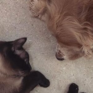 Zilan Duru Instagram - Charlot’um..
1 aylıkken yine böyle bir sonbahar günü gelmiştin bana.. Biberonla büyüttüm, 22 yaşındaydım 13 sene şahane bir gençlik yaşattın bana, ben seni değil sen beni büyüttün. Dünyanın kötülüğünde ne ile karşılaşsam gelip sana sığınırdım ve tüm kötülükler dışarıda kalırdı.. Sonra aramıza Marilyn dahil oldu (şu an cennette seni karşıladığını umuyorum) ve sonra Audrey’le mutlu büyük bir aile olduk.. Kimseden görmediğim karşılıksız sevgiyi sizden gördüm, aile nedir pek bilmem.. Benim ailem, en sevdiklerim siz oldunuz hayatta.. Önce Marilyn gitti, sonra üç ameliyatla iki sene bu hastalıkla mücadele ettik seninle, ama sen o kadar güçlü bir çocuktun ki her şeye rağmen öngörülenden daha uzun süre hayata tutundun, bırakmadın beni. Yaşamayı hep sevdin, bana bile sevdirdin.. Su gibi aktı zaman seninle.. Sen benim gençliğim, sığınağımdın..
Bu bir veda değil, bu bir teşekkür. Hayatıma girip bana mutluluk verdiğin için teşekkür ederim, beni sevdiğin ve sevgimi kabul ettiğin için teşekkür ederim. Yaşatacağım anılar için, ailem olduğun için teşekkür ederim, sonsuza kadar.. Ama en önemlisi, sonunda gitmene izin verdim ve bunu sana söyleyince kendiliğinden gittin, meğer ne zor dayanmışsın o yükle.. Hem de 4 Ekim hayvanları koruma gününde.. Sen benim ilk ve son aşkım, evimin tek erkek çocuğu olarak kalacaksın, dedene ve Marilyn’e selam söyle.. Audrey’le yanınıza geleceğimiz güne kadar.. Son fotoğraftaki gibi, cennette de arkadaşlarınla böyle koş oyna… Huzurla uyu en sevdiğim… Her an yanımda olacaksın..
11.08.2010 - 04.10.2023♾️