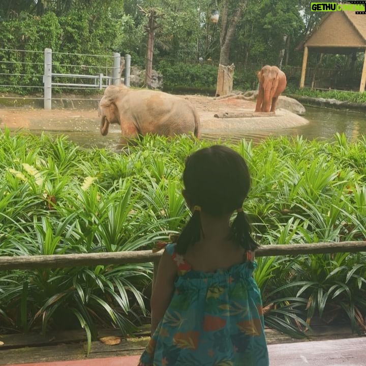 Zoie Tam Instagram - 下雨天就會想著陽光普照的日子 翻看手機重溫了一下新加坡的旅程🛩 P1-2) BabyG 人生第一次去到新加坡 本打算帶她去坐摩天輪 但巧遇摩天輪在這期間進行年度維修 唯有答應她下次再來 結果要回港補坐🤣 P3-6)寶貝最喜歡睇動物 所以今次去動物園簡直是重中之重 藉此希望她能學懂尊重自然環境和生命❤️ P7) 吃了一隻比我臉還要大的蟹鉗 肚子覺得好滿足😋 P8）晚飯後到外邊隨便走走 一聽到音樂又激發到她內心的小宇宙💕