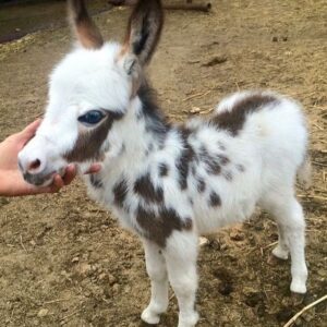Zsá Zsá Inci Bürkle Instagram - Baby donkey for you❤️ quarantine diaries 💌