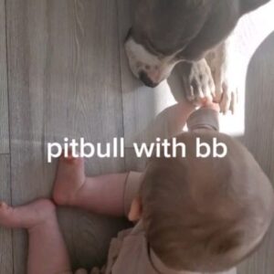 Zuzana Žilinčíková Instagram - Aurora a jej BODYGUARD. 
P.S: !!VEĽMI NEBEZPEČNÉ PLEMENO!!🐾
Stále veríte tomu, že pitbull je nebezpečnejší ako ktorýkoľvek pes? Ja sa to tu snažím skrz sociálne siete odprezentovať, že NIE JE!! PES SA NENARODIL NA TO ABY HRÝZOL, ALE POKIAĽ JE MILOVANÝ TAK LÁSKU DÁVA KAŽDÉMU NAJAVO! A OBZVLÁŠŤ SVOJEJ RODINE..aj keď naša LILLY miluje úplne každého, okrem poštárky😅😅na ňu si vie teda zaštekať..

#pitbull #babygirl #child #dog #love #livewithdog #family  #animallovers #paw