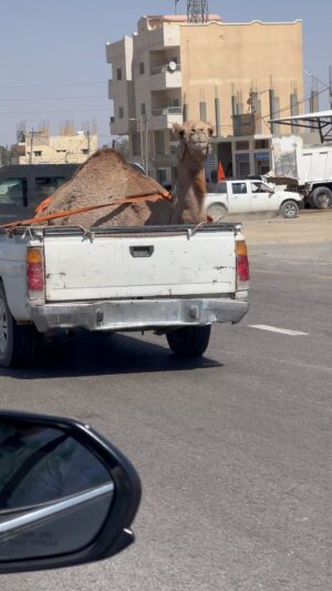A.J. Buckley Instagram - “ Mike Mike Mike Mike Mike, what day is it? HUMPDAY !! 
Hope this puts a smile on your face like it did mine and @raffibarsoumian . More pics to come. 

#Camel #HumpDay #jordan #ammanjordan  #❤︎ #lovejordan🇯🇴