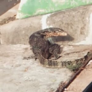 Aaron Ashab Instagram - astaga di depan rumah gw ada naga.
tolong satpam setempat dicari ini buaya karna dirumah gw ada ponakan gw 2 masi kecil kecil. gedean tu biawak drpd ponakan ponakan gw 😩😩😩
gw tau pada follow gw karna tiap gw kluar lewatin pos satpam mereka nyanyi mama lita 😩😩😩 sekian sekilas info. brb beli racun reptil.