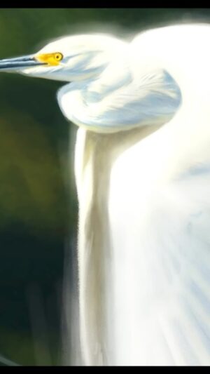 Aaron Blaise Instagram - Here is a #WildlifeWednesday #Timelapse of Snowy Egret painting I did in Adobe #Photoshop - The Real Time video / demo is included with membership to my site https://CreatureArtTeacher.com (Link In Bio)

#speedpaint #wildlifeart #animalart #bird #artreels #reels #AaronBlaise #tutorial