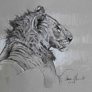 Aaron Blaise Instagram - Been busy doing #Animation on Snow Bear so I have not been posting as much. Here are a few images from my archives. 

#throwbackthursday #throwback #tbt #aaonblaise #lion #penandink #ink #drawing #animalart