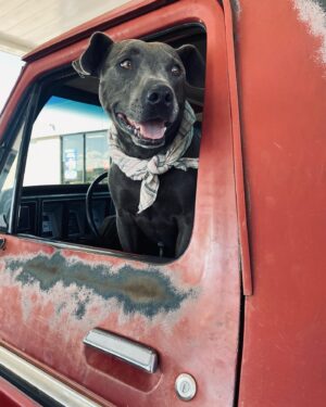 Aaron Kaufman Instagram - Down to ride… no matter how near or far. 
#dentside 
#f250
#f100
#staffie 
#magnaflow
#oldtrucks