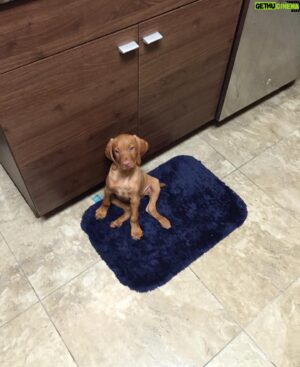 Aaron O'Connell Instagram - Happy Birthday Fig!  Seems like yesterday you were learning sit, stay, and “go to mom” 😂. 8 years strong and now a gentle big brother.  Salmon for dinner tonight, just make sure to chew it this time. @figthewiggler @moonlightvizslas @charlienunnphotography