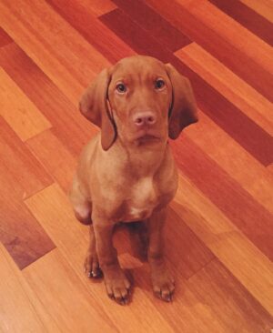 Aaron O'Connell Instagram - Happy Birthday Fig!  Seems like yesterday you were learning sit, stay, and “go to mom” 😂. 8 years strong and now a gentle big brother.  Salmon for dinner tonight, just make sure to chew it this time. @figthewiggler @moonlightvizslas @charlienunnphotography