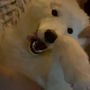 Aashirman DS Joshi Instagram - need belly rubs 🐾