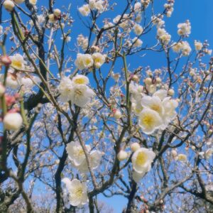 Abe Junko Instagram - 💜
たまひよの写真をぽんっ🐣💕
（ @tamahiyoinsta ）

菜の花や梅、、
街の至るところで
花が咲き始めて嬉しいな♪

梅を見に行った時の、
一枚おすそ分けしておくね🤲💕