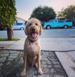 Adam Bartley Instagram - Henry.