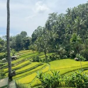Adam Bartley Instagram - Ubud, Bali. Wild Jungle paradise. An experience I'll never forget.  Waterfalls, Rice field hikes, endlessly fascinating / freely roaming monkeys, and so much more. The Elephant Sanctuary @elephantsbali was such a special experience.  Definitely go visit and support their work.  There's So many amazing places to explore and discover.  This one will stay with me.