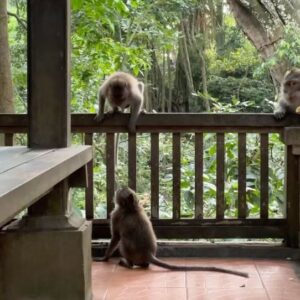 Adam Bartley Instagram - Ubud, Bali. Wild Jungle paradise. An experience I'll never forget.  Waterfalls, Rice field hikes, endlessly fascinating / freely roaming monkeys, and so much more. The Elephant Sanctuary @elephantsbali was such a special experience.  Definitely go visit and support their work.  There's So many amazing places to explore and discover.  This one will stay with me.