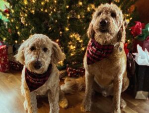 Adam Bartley Instagram - Merry merry to all.