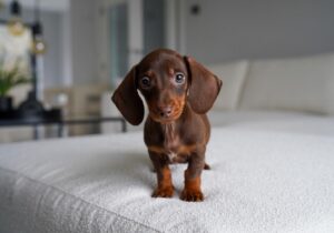 Adam Beales Instagram - Introducing our little baby boy 🐶 Everyone say hello to Rocco ♥️