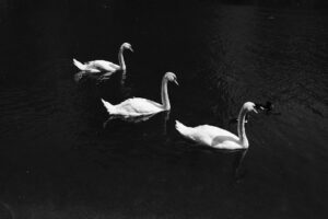 Adam DiMarco Instagram - camera test 🦢🦢🦢
