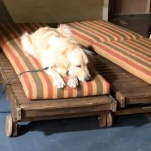 Adam Hagenbuch Instagram - I had some awfully fun days on set with Cosmo. We’ll miss ya buddy.
.
.
#fullerhouse #fullhouse @cosmofullerhouse #memories