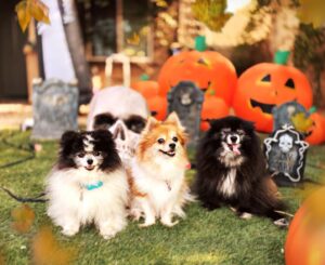 Adam Hagenbuch Instagram - Happy Howl-oween