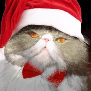 Adam Hagenbuch Instagram - CHRISTMAS CAT. CHRISTMAS CAT. CHRISTMAS CAT. CHRISTMAS CAT. CHRISTMAS CAT. CHRISTMAS CAT.
Also I got too lazy to draw his hat DEAL WITH IT.
.
Vote now to pick what I’ll draw next.
.
#christmascat #christmascat #christmascat #christmascat #christmascat #christmas #cat #drawing #catdrawing