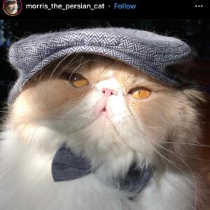Adam Hagenbuch Instagram - CHRISTMAS CAT. CHRISTMAS CAT. CHRISTMAS CAT. CHRISTMAS CAT. CHRISTMAS CAT. CHRISTMAS CAT.
Also I got too lazy to draw his hat DEAL WITH IT.
.
Vote now to pick what I’ll draw next.
.
#christmascat #christmascat #christmascat #christmascat #christmascat #christmas #cat #drawing #catdrawing