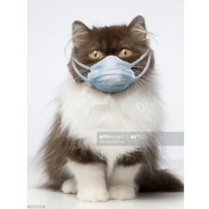 Adam Hagenbuch Instagram - I’m drawing cats again. DEAL with it.
Hope you look as cute and as safe as this cat does while you’re wearing your mask.