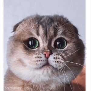 Adam Hagenbuch Instagram - Don’t mind mE, just hAving fun Doing my own thing on Instagram miNding my own buSiness enjoyIng life and Drawing some of my favoritE chubby cats.
.
.
#cats #fatcats #chubbycat #catdrawing #drawing #cute #thiccboi #chubster #instagram #catsofinstagram #cats_of_instagram #catstagram #cats_of_world #cats_of_instworld #cats #cats #cats #cats #cats #cats