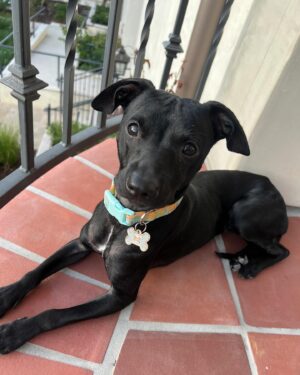 Adam Rippon Instagram - Say hi to Tracy 🥹🥹🥹❤️❤️❤️ She’s perfect and already so good at ripping apart a roll of toilet paper. @pupswithoutborders, WE LOVE YOU (and we love Tracy’s foster parents who took such amazing care of her!)