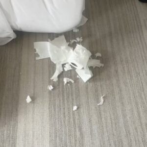 Adam Rippon Instagram - Say hi to Tracy 🥹🥹🥹❤️❤️❤️ She’s perfect and already so good at ripping apart a roll of toilet paper. @pupswithoutborders, WE LOVE YOU (and we love Tracy’s foster parents who took such amazing care of her!)