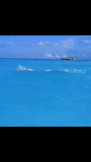 Adam Walker Instagram - 6 weeks to go before the 5 Day MALDIVES ULTIMATE SWIM CAMP @summer.island.maldives 😎🌅 12th April - 16th April 
Full Board. Learn in paradise!!!

Go to oceanwalkeruk.com to book 🏊‍♂️

#swimcamp #swimming #oceanwalkertechnique