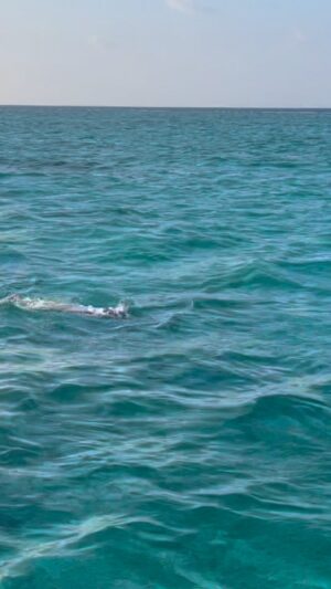 Adam Walker Instagram - Just Gliding @summer.island.maldives 🏊‍♂️

My 7th swim camp here on 12th June. 

Join us for this trip of a life time & come away an OCEAN WALKER 🤟

Checkout oceanwalkeruk.com or email oceanwalkeruk@gmail.com