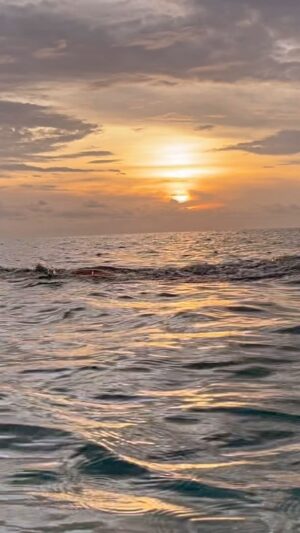 Adam Walker Instagram - Few words needed. If there is a swimming heaven it’s here 🏊‍♂️😍 Maldives 🇲🇻🔥🌞

Looking forward to the next Ocean Walker Swim camp here @summer.island.maldives 
30th Sept - 4th October . If you want to improve massively in just 5 days then I’ll see you there 🏊‍♂️💪
Checkout oceanwalkeruk.com or email oceanwalkeruk@gmail.com

#maldives #swimming #swimcamp #swimfaster #triathlon #triathlete #tri