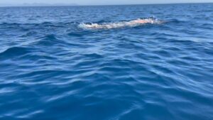 Adam Walker Instagram - It’s all about timing and rhythm. You just need to learn it 🏊‍♂️💪. If you want to protect the body and swim without pain whilst making it FAST & effortless you need to check it out!

3 weeks away from my 5 day Turkey Swim Camp in Marmaris 🇹🇷

Don’t forget my one off INDIA 🇮🇳 session on 26th June. 

Or learn online Ocean Walker Vimeo subscribe now and get access to 50 videos with drills and instruction. Just £12 a month!!!

Checkout oceanwalkeruk.com to make a positive swimming change now. 

#oceanwalkertechnique #swimfaster #swimbetter #openwaterswimming