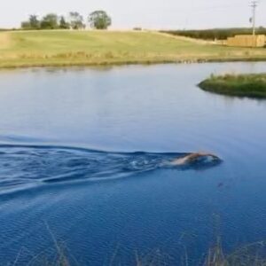 Adam Walker Instagram - Hard to imagine this was once a field. 

Vision becoming a reality.

Dream Big & make it a reality 🏊‍♂️👊

See you soon at my home @ocean_walker_academy_ 

#oceanwalkeracademy #oceanwalkertechnique #adamoceanwalker #openwaterswimming #dream #lakes #swimming