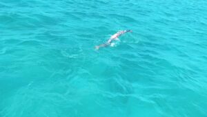 Adam Walker Instagram - It’s Back!!! THE ULTIMATE SWIM CAMP 
Maldives 5 day swim camp 30th Sept - 4th Oct 
Checkout oceanwalkeruk.com to book a place.
#oceanwalkertechnique #swimming #swimfaster #swim #triathlon #tri #triathlete #tri #ironman #swimbikerun #swimcoach #swimtechnique #triswimcoaching