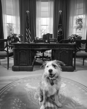 Adan Canto Instagram - #Presidential pup @ourlittledolly