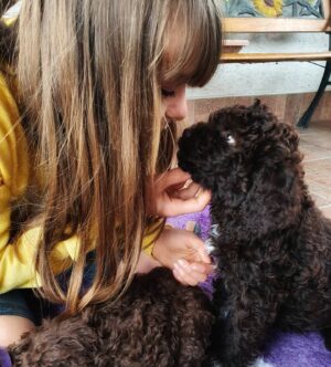 Adéla Heftyová Instagram - Tie oči.. ❤👁 Šteniatka nie sú naše, len sme ich obdivovali.. 🐾 #babydog #lagotto #lagottoromagnolo #lagottopuppy