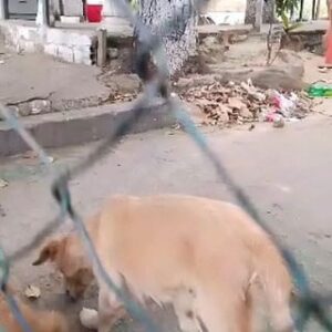Adolfo Cubas Instagram - San Pedro en Los Chaguaramos Sede policía Comunal